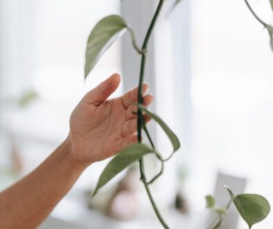 pexels-teona-swift-6912808